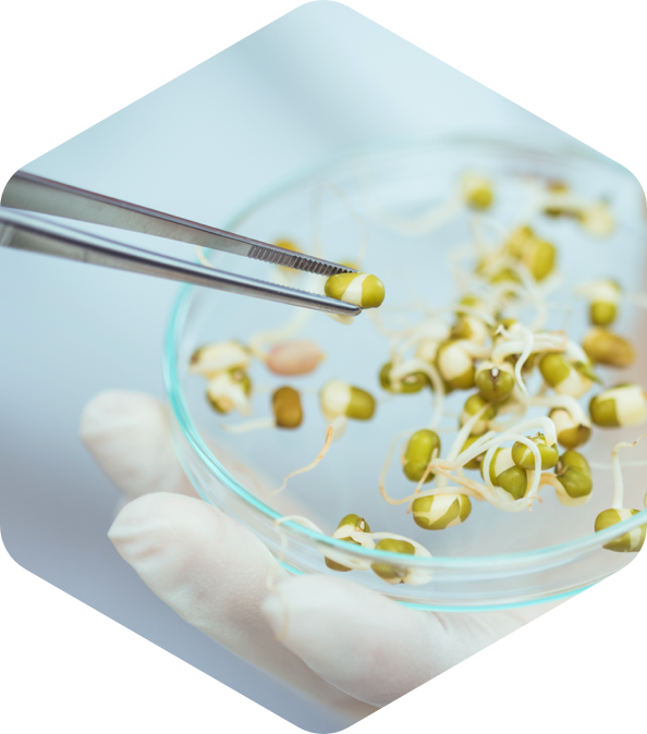 Withdrawing seed with tweezers from Petri dish in a laboratory
