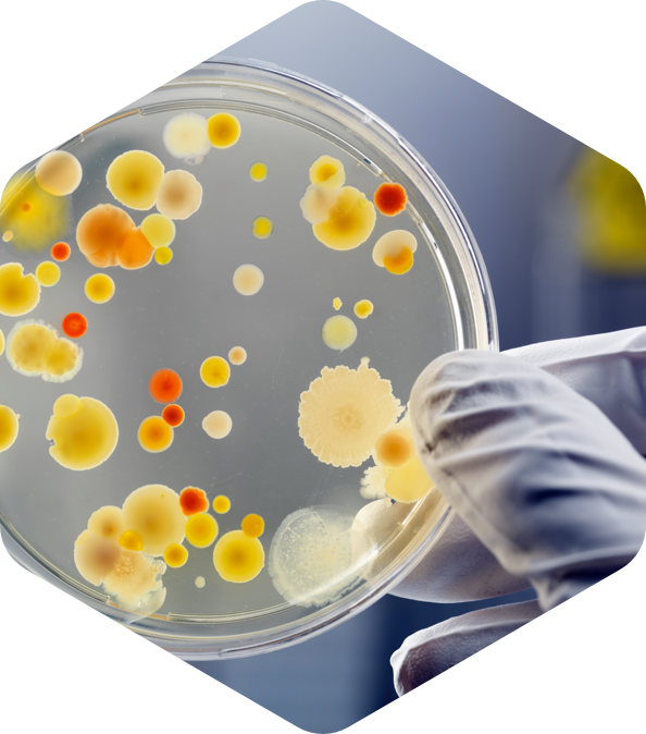 Examination of bacteria and mold in a microbiological laboratory